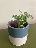 Ivy in ceramic pot