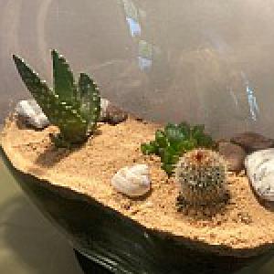 Desert open terrarium + FREE spray bottle