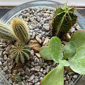 Cactus and succulent garden