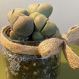 Split rock succulent