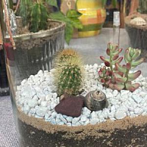 Desert terrarium + FREE spray bottle