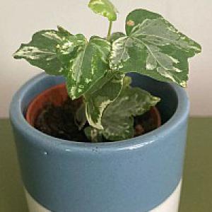 Ivy in ceramic pot